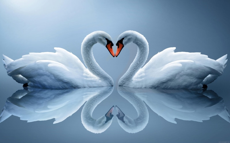 love, photo, swan, water, animal, two, 2K, heart, white