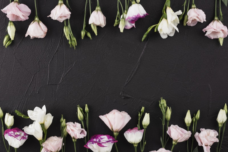 romantic, 5K, flowers, pink, beautiful, black background, eustoma