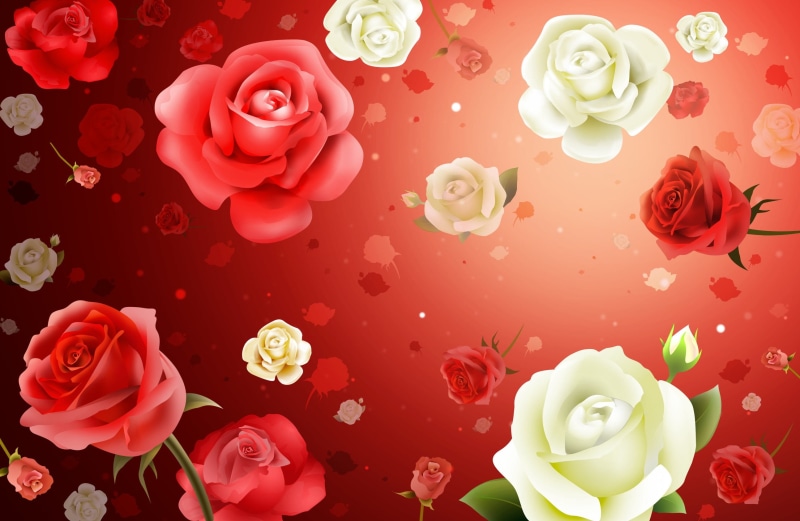 rose, red, romance, freshness, love, close-up, plant, blossom, flowers, floral pattern, white, still life, day, gift, roses, beauty in nature, pattern