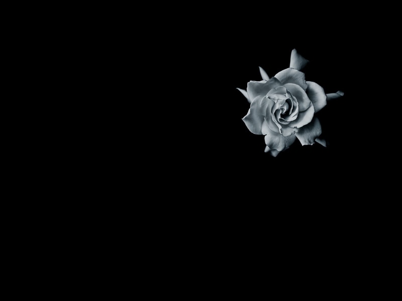 inflorescence, close-up, rose, flower head, gray, black background, plant, indoors, vulnerability, cut out, beauty in nature, 720P, studio shot, petal