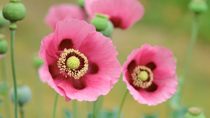 two, softness, pink color, springtime, growth, petal, flowers, focus on foreground, flower head, plant, poppy, no people, poppies, nature, inflorescence