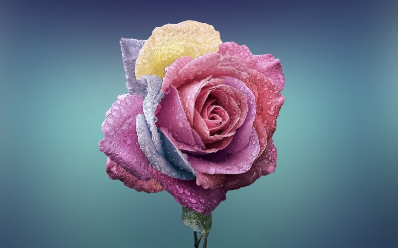 rose, beauty in nature, plant, flowering plant, fragility, no people, freshness, inflorescence, blue background, plants, flower head, artificial, white