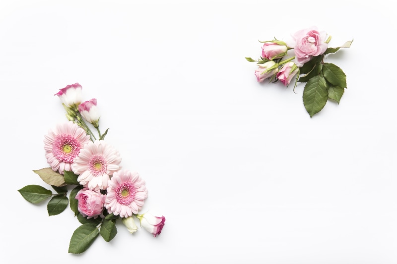Decor, 5K, Pink, Rose, flower, leaves, white background, flowers