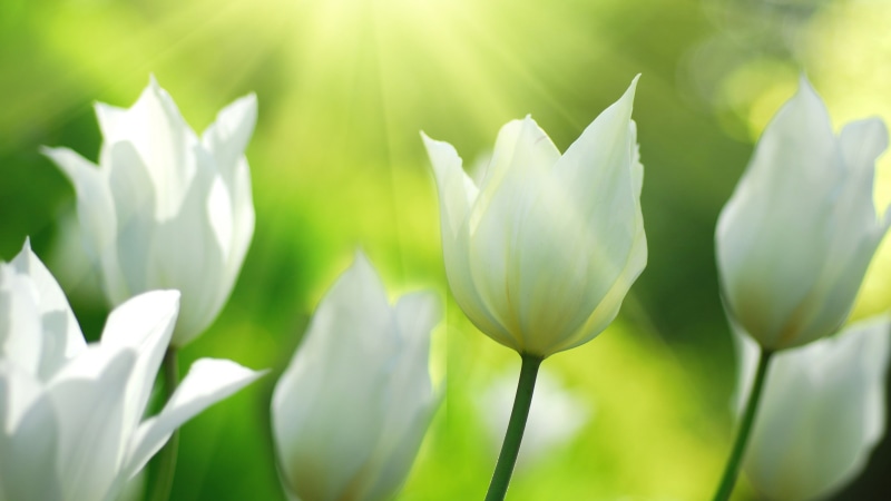 Spring, Flowers, 4K, Tulips, White