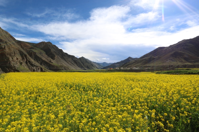 5K, growth, agriculture, flower field, land, oilseed rape, environment, landscape, tibet, mountain range, idyllic, tranquility, no people, field, flowering plant