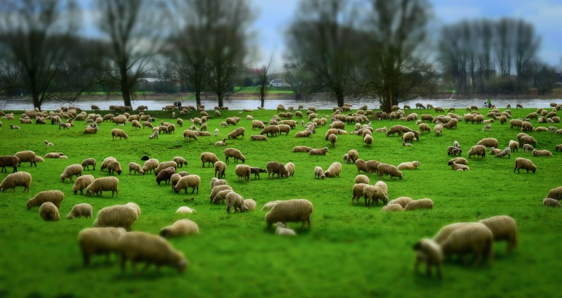 mammal, land, plant, flock Of Sheep, animal, lambs, tree, large group of animals, deichschaf, green grass, lamb, nature, grazing, flock, schäfer, meadow