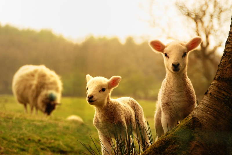tree, young, 8K, lambs, baby, sheep