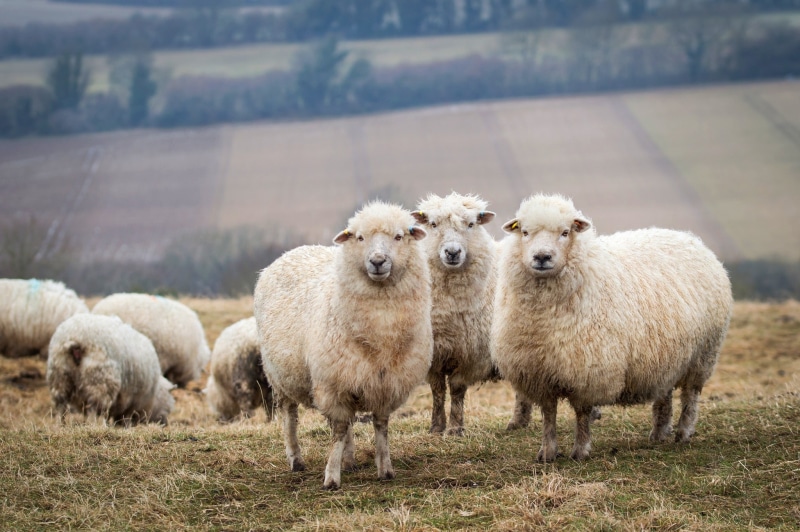 livestock, field, trio, lambs, 1080P, sheep, background, the herd