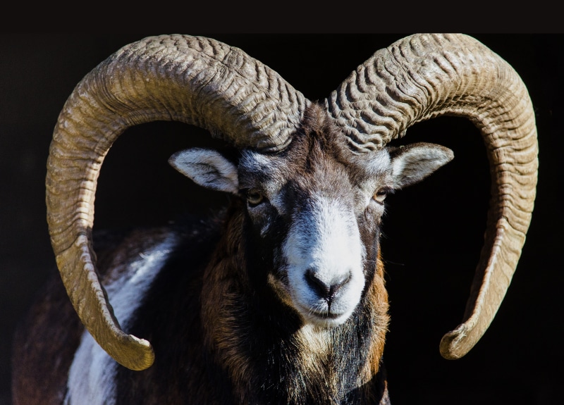 turkey, animal eye, ram, horns, black background, caucasus, animal body part, no people, mammal, wild sheep, looking at camera, animal world, domestic