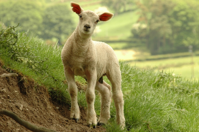 Lamb, rural Scene, Cymry, calf, Roger Davies, nature, near, outdoors, 2K, white, animal, farm, meadow, wool, grass, pasture, standing, mammal, livestock