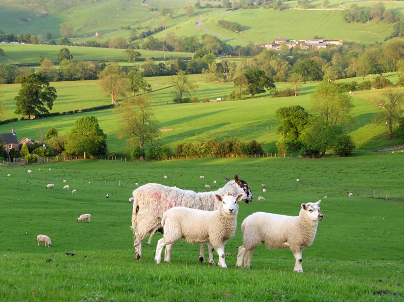 agriculture, sheep, rural Scene, national  park, District  photo, pasture, peak, hill, livestock, alpacas, farm, animal, district, meadow, grass, nature