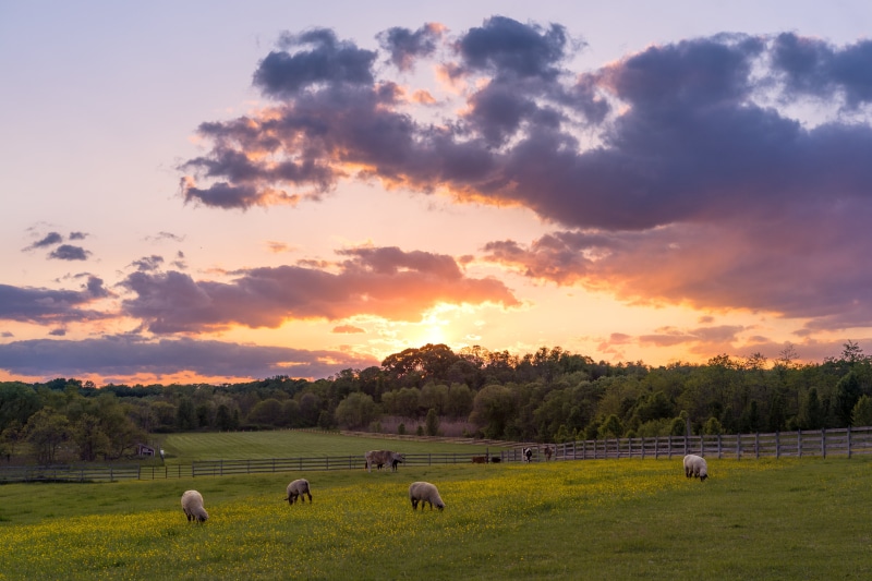 grazing, agriculture, farm, outdoors, grass, green, animal, nature, pasture, meadow, 5K, herd, rural Scene, sheep, field, livestock