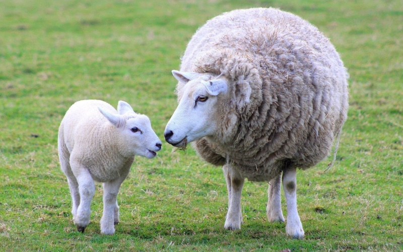 nature, summer, flock Of Sheep, agriculture, looking, animal, group of animals, grazing, cute, non-Urban Scene, gray, wool, meadow, young Animal, livestock
