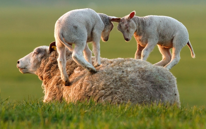 domestic, mammal, land, animal family, animal themes, grass, togetherness, no people, vertebrate, pets, group of animals, domestic animals, nature, livestock