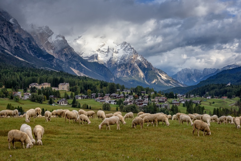 grass, d, brown, white, meadow, 5K, ampezzo, lot, daytime, mountain, summer, cortina, lamp, mountains, Cortina dAmpezzo, cloudy, Dolomites, Sheep, landscape