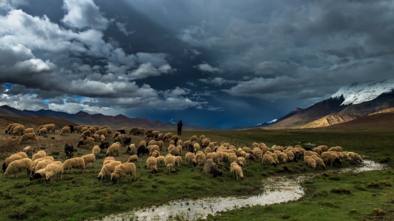 scenics - nature, men, large group of animals, mammal, domestic animals, group of animals, flock of sheep, stream, beauty in nature, animal themes, herbivorous