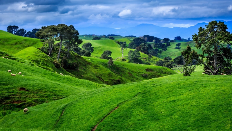 graze, sky, nature, field, tree, highland, rural area, lamb, sheep, grass, pasture, green, new zealand, 4K, hill, mount scenery, grassland