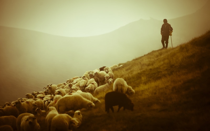 animals, sheep, 1080P