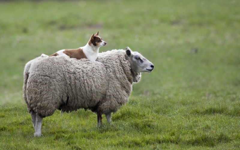 group of animals, no people, livestock, domestic animals, field, white, animal, 2K, outdoors, pets, animal family, grass, lamb, herbivorous, domestic