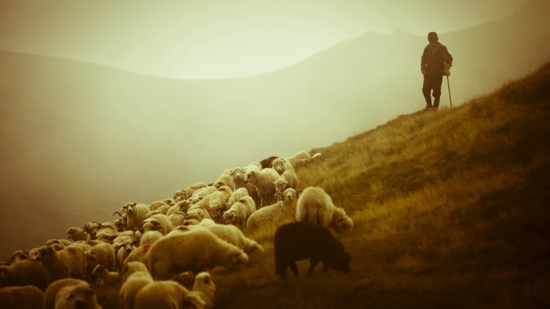 outdoors, sunset, pasture, fog, rural Scene, sheep, beauty in nature, hiking, farm, men, group of animals, livestock, silhouette, summer, walking, domestic