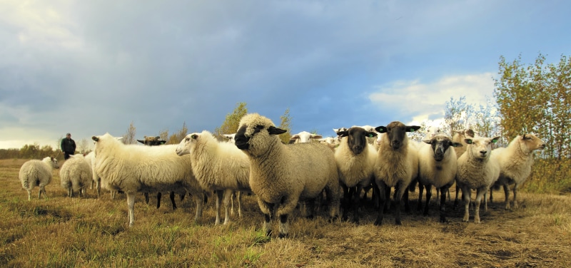 shepherd, photography, livestock, mammal, sky, day, large group of animals, farm, vertebrate, pets, grass, lambs, animal, herd, animal themes, fleece, farmer