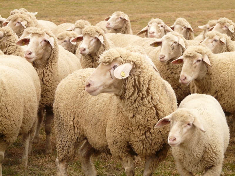 nature, animals, domestic, vertebrate, Flock, large group of animals, pets, land, 2K, sheeps, wool, herd animal, animal family, pasture, animal themes