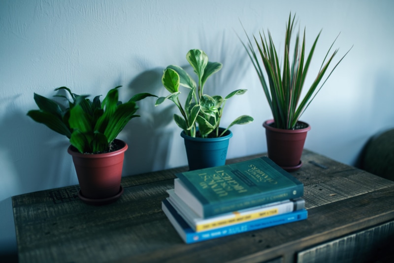 leaf, blossom, sprout, home decor, furniture, publication, aloe, no people, indoors, coffee table, 5K, flower, cafe, flower pot, freshness, tabletop, hemp