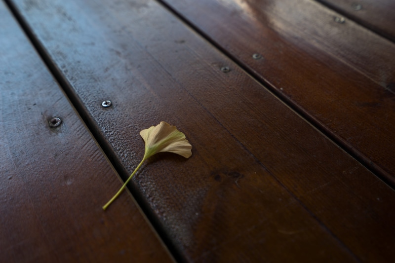 plant, fragility, peel, brown, close-up, vulnerability, cupboard, textured, maple leaf, day, food, floor, leaf, sideboard, wood, autumn, 5K, hardwood