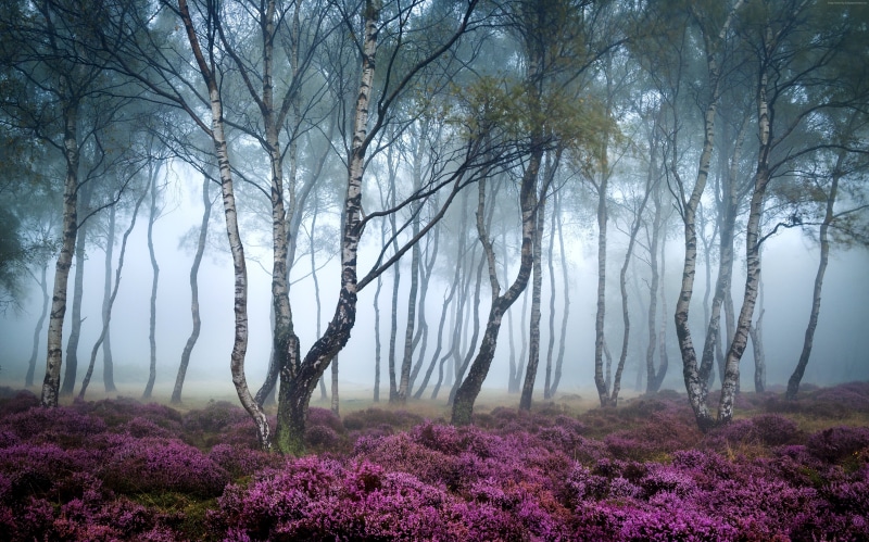 fog, Peak District, Stanton Moor, Forest, 5k, 8k, UK, 4k, wildflowers, 4K