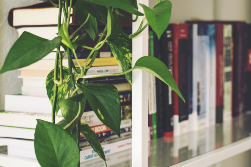 blur, focus on foreground, learning, business, novel, potted plant, flora, freshness, window, publication, literature, furniture, information, knowledge