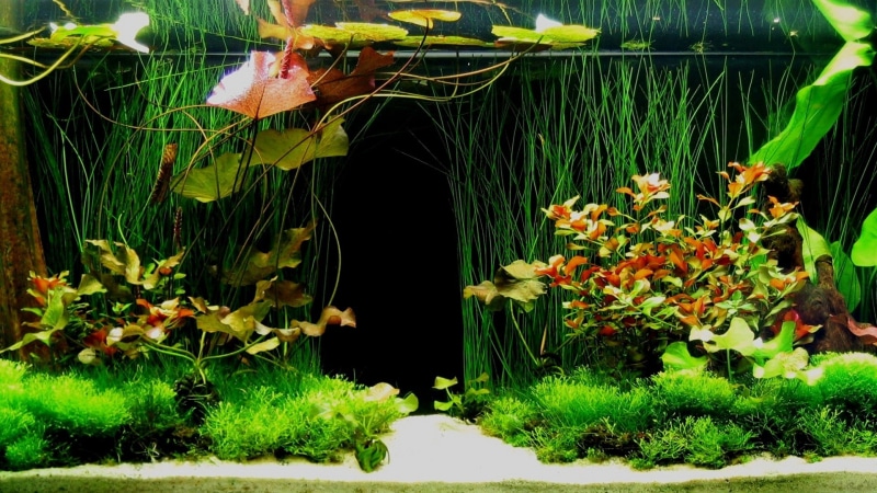 front or back yard, tree, garden, freshness, no people, fragility, 1080P, green color, flowering plant, aquarium, vulnerability, beauty in nature, flower