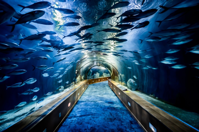 C I A, blue, large, artes, underwater, ciudad, europe, A L, fish, aquarium, travel, V A, 5K, water, school, school of fish, E N, tunnel, valencia  spain