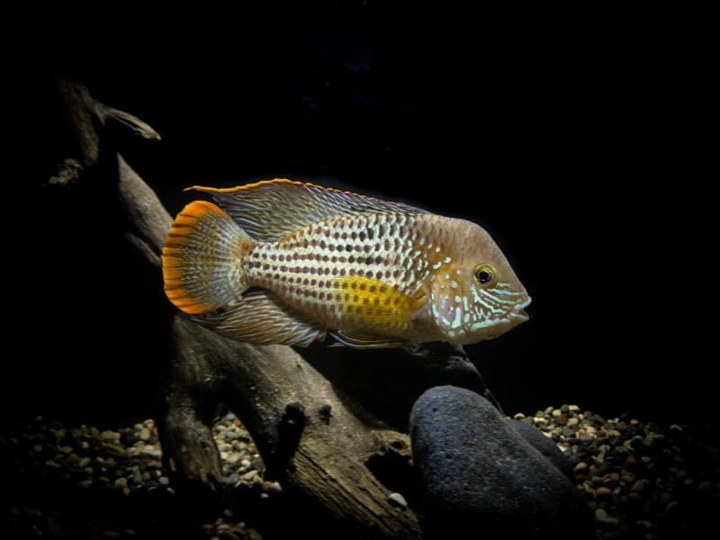 animals in captivity, freshwater, animal scale, aquatic, animal, marine, swimming, nature, body, solid, no people, cichlid, underwater, sea, vertebrate