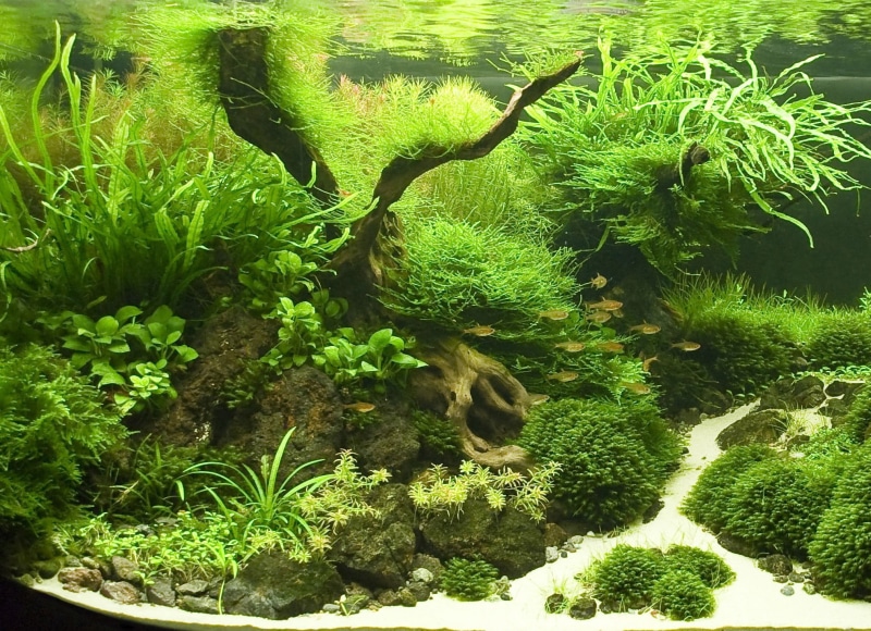 landscape, reef, plants, high angle view, wildlife, lake, environment, nature, tree, coral, animal, land, plant part, beauty In Nature, scenics - nature