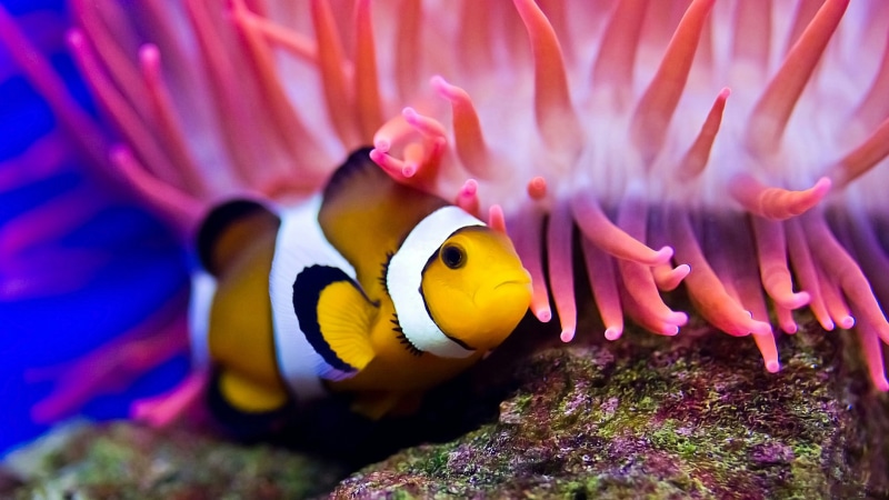 aquarium, clownfish, underwater, 4K