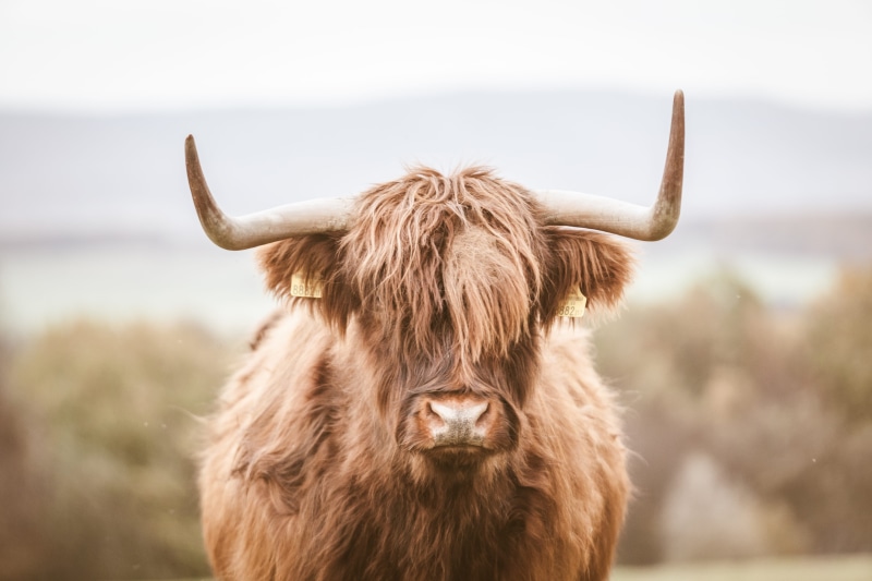 animal hair, hair, animal wildlife, outdoors, bison, one animal, inflatable, mammal, land, daytime, standing, longhorn, brown, buffalo, calf, portrait