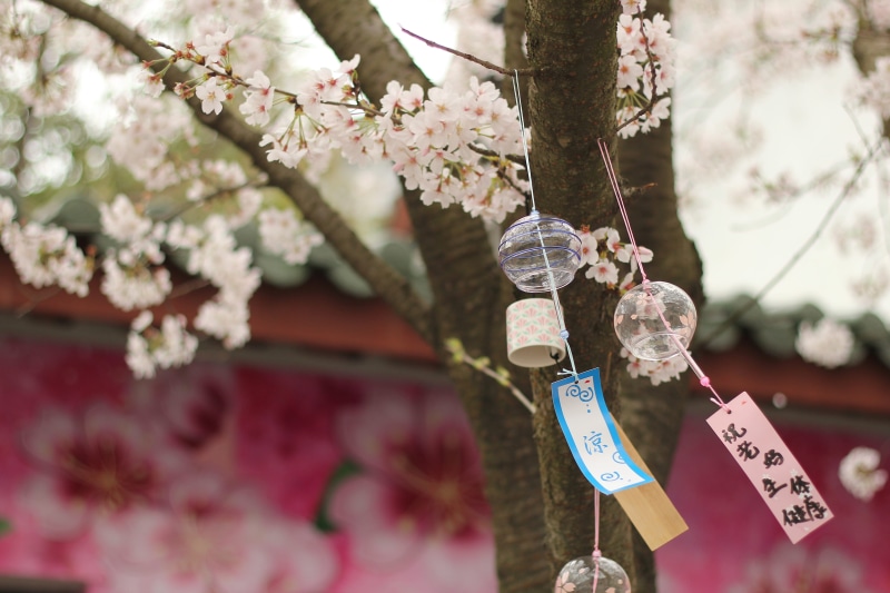 text, musical instrument, hanger, ornament, 5K, poppy, round, hanging, no people, growth, bird feeder, plant, cherry tree, springtime, flowering plant