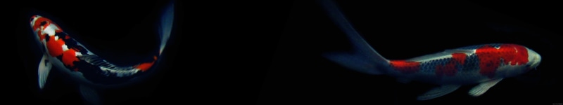 night, red, midsection, sport, animal body part, blurred motion, panoramic, one animal, 5760x1080 px, unrecognizable person, adult, one person, motion