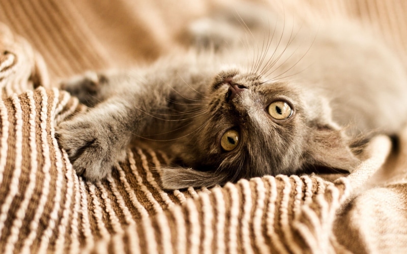 domestic animals, pets, whisker, cat, cozy, fabric, relaxation, 1080P, domestic, furniture, kitten, indoors, animal body part, lying down, comfortable