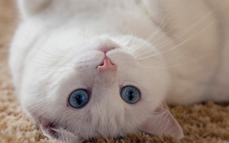 1080P, feline, portrait, domestic, people, domestic cat, animal eye, one animal, carpets, cat, whisker, mammal, pets, animals, eye, white color, animal body part