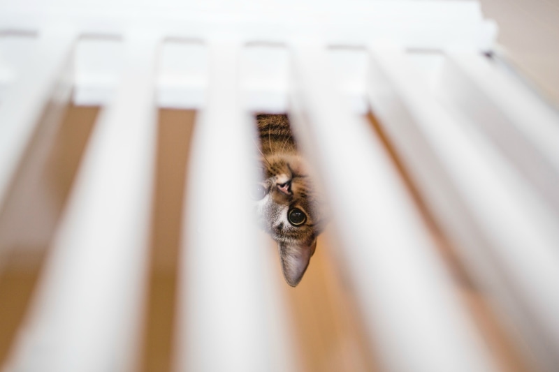 arthropod, animal themes, animal wildlife, indoors, animal, no people, white color, 2K, nature, depth of field, animals, animal body part, cat, selective focus