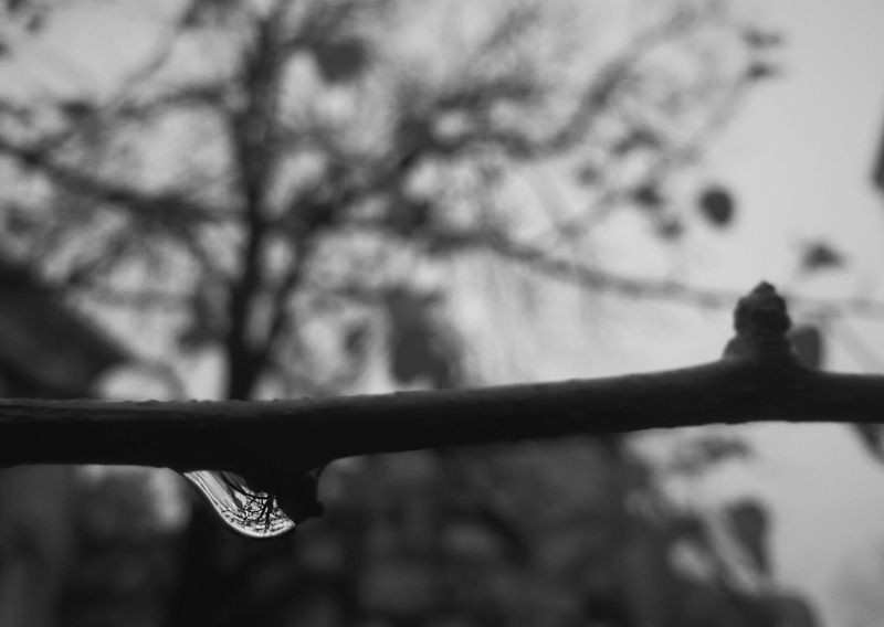 focus on foreground, barrier, blurred, photo, nature, beauty in nature, golden ratio, outdoors, monochrome, plant, raindrop, sharp, grayscale, trees, tree