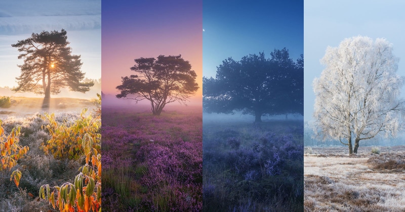 fall, 720P, landscape, snow, seasons, Sun, trees, spring, plants, summer, winter, mist, collage, field, nature