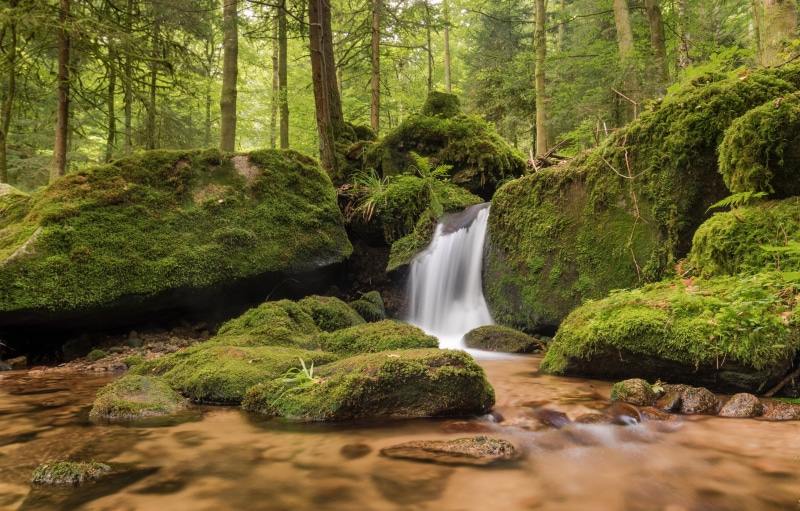 beauty in nature, power in nature, flowing, tree, woodland, land, flowing water, green color, blurred motion, motion, outdoors, stream 4k high definition