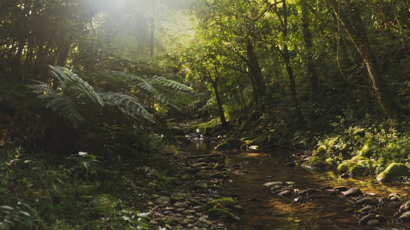 growth, lens flare, land, direction, leafed, landscape, jungle, rainforest, sunlight, the way forward, tree, no people, green, woodland, trees, tranquility
