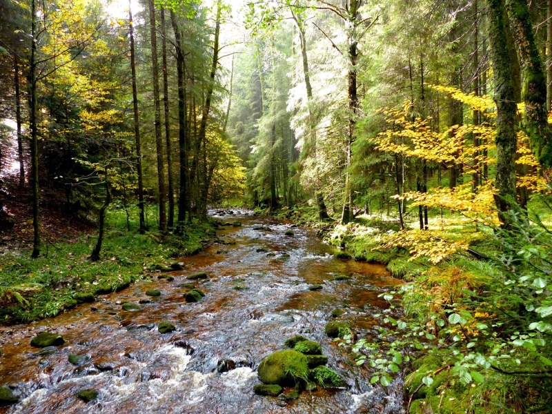 woodland, water, flowing, day, non-urban scene, tree, tranquil scene, nature, stream, forest, beauty in nature, 1080P, change, flowing water, scenics - nature