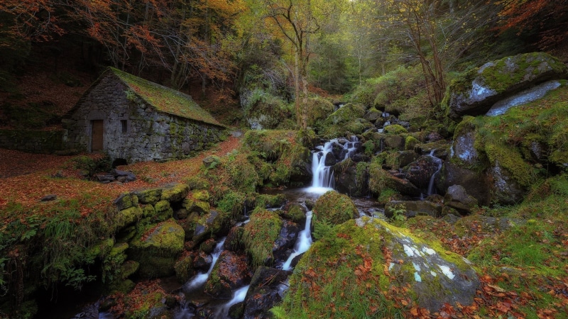 stream, 1080P, house, forest, moss, waterfall