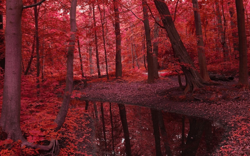 no people, stream, forest, tranquil scene, change, growth, tree trunk, scenics - nature, beauty in nature, autumn, red, day, nature, non-urban scene, 2K
