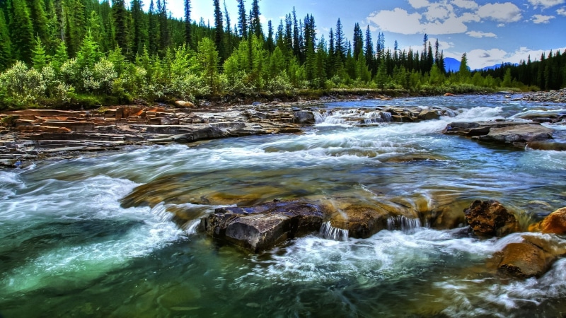 motion, tree, trees, landscape, power in nature, flowing, nature, flowing water, stream, forest, non-urban scene, outdoors, river, rock - object, plant