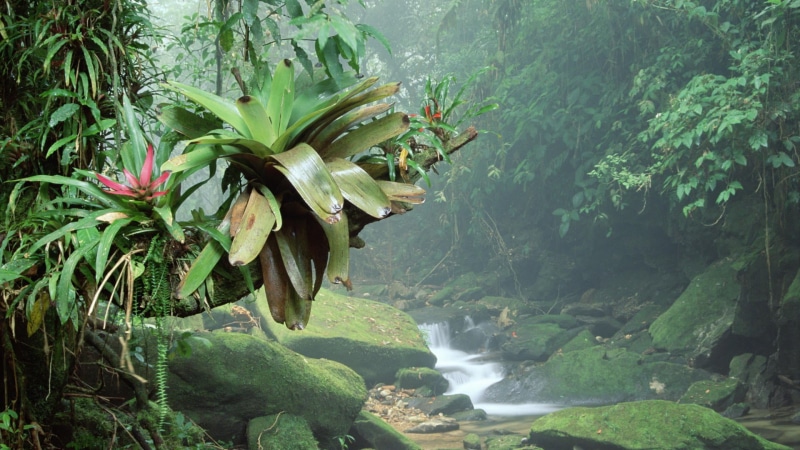 freshness, Brasil, growth, outdoors, leaves, nature, no people, moss, 1080P, scenics - nature, branch, plants, beauty in nature, tree, flowing water, day